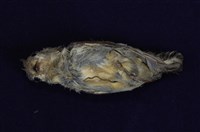 紅胸啄花鳥藏品圖，第1張